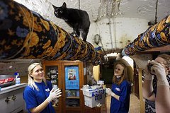 Здоровье котов Эрмитажа решили застраховать: Искусство: Культура: Lenta.ru