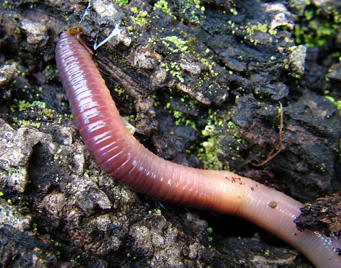 Дождевые черви (Lumbricina) — Животные и природа