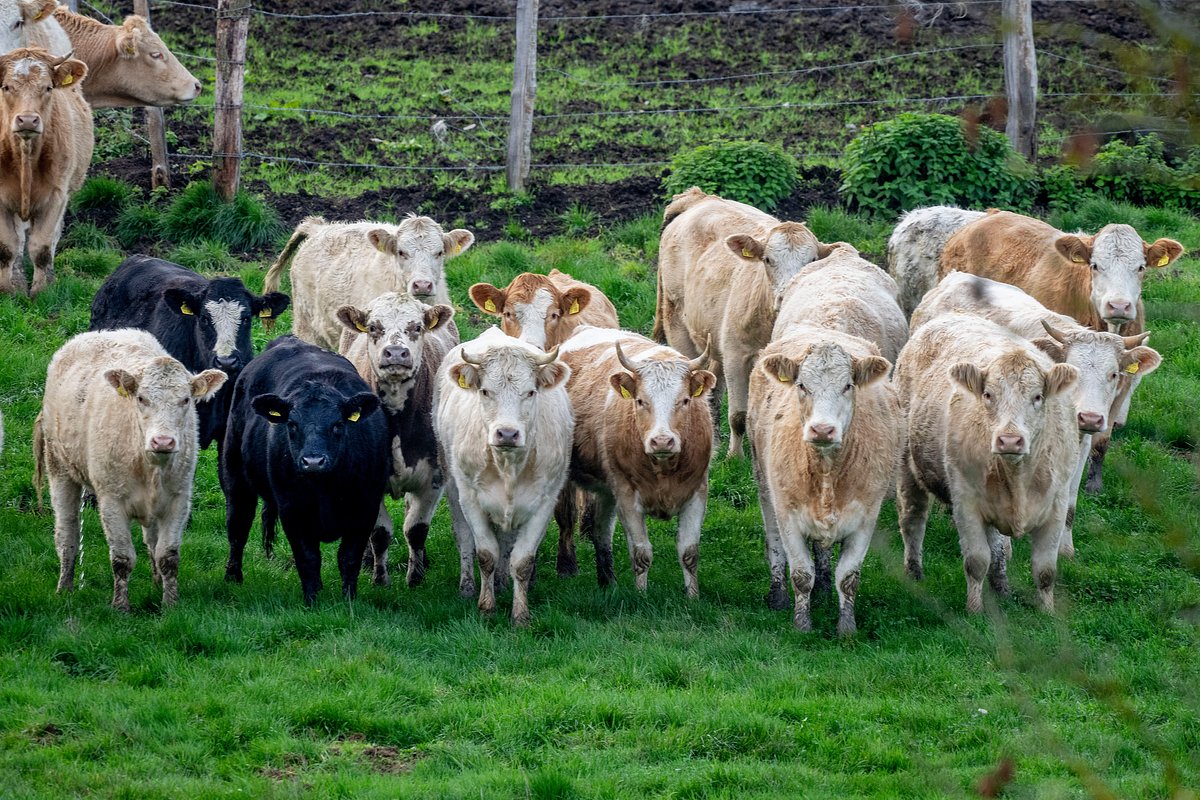 Коров часто обвиняют в экологической катастрофе и предлагают истребить.